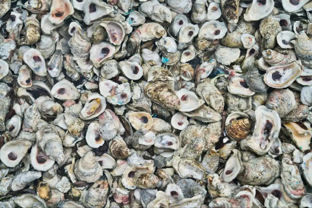 seawool sustainable fibres